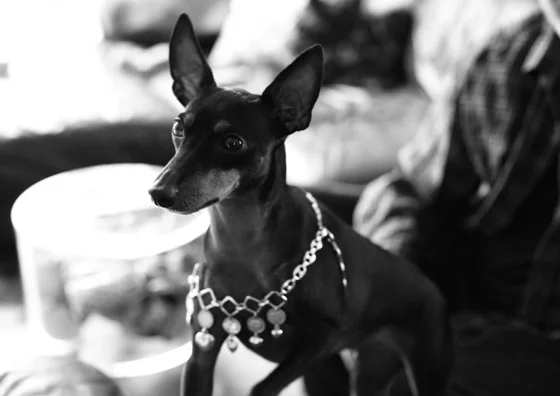 Sonny bejeweled
