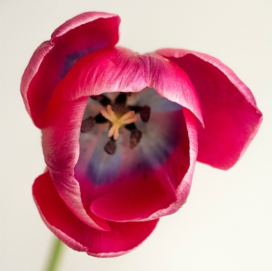 Tulip by Todd