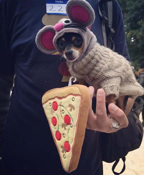 pizza-rat-dog-costume.jpg