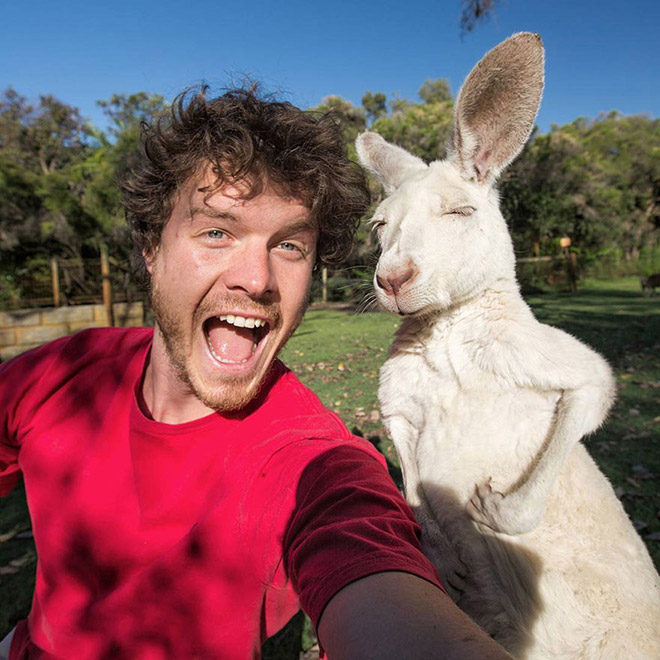 animal-selfie-australia.jpg