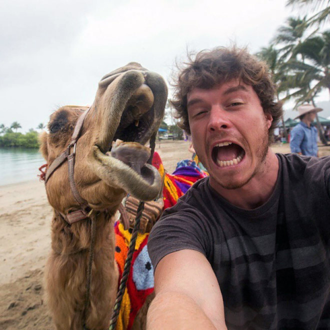 animal-selfie-camel.jpg