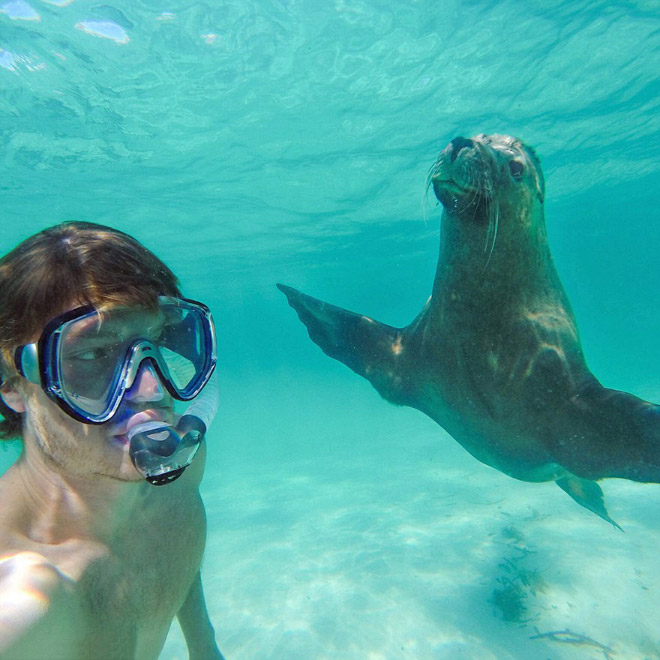 animal-selfie-seal.jpg