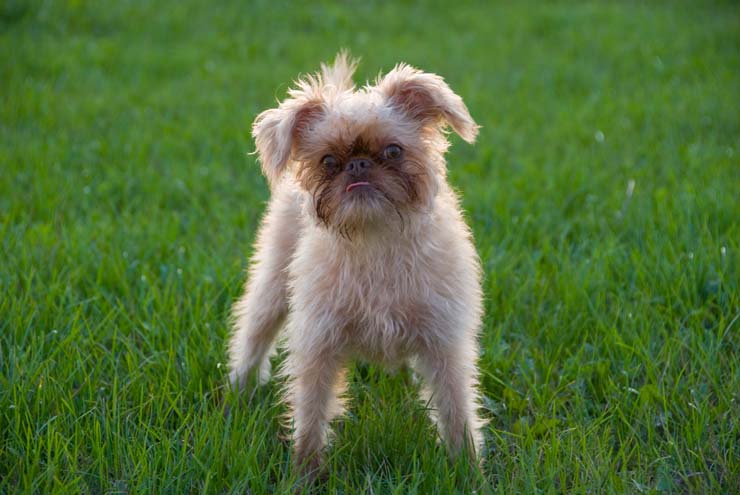 Brussels-Griffon-image.jpg