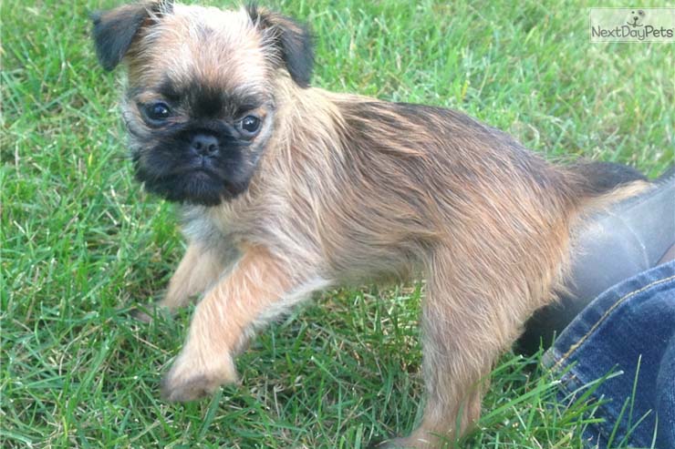 brussels-griffon-puppy-picture-8173c42f-f215-4171-8ccc-2116363e5551.jpg