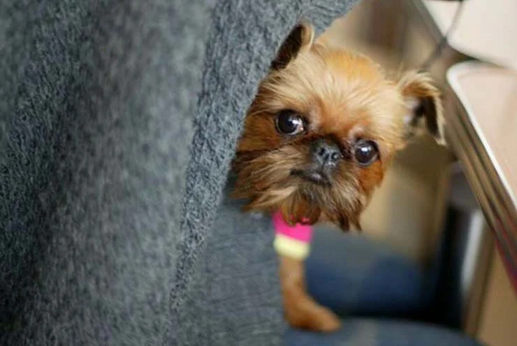 as good as it gets dog