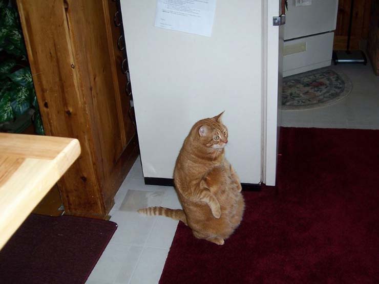 funny-standing-cat10.jpg