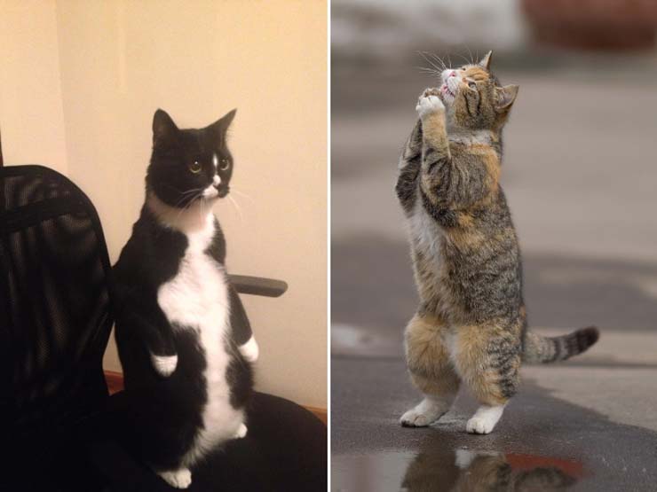 funny-standing-cat11.jpg