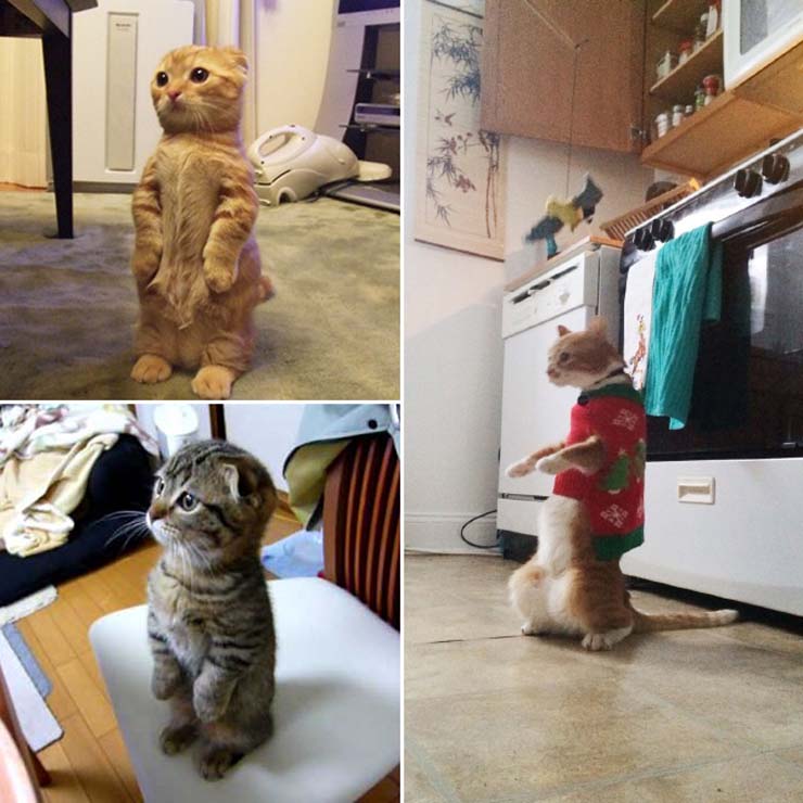 funny-standing-cat17.jpg