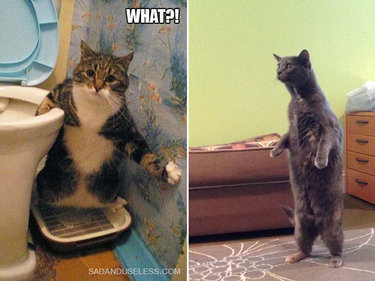 funny-standing-cat18.jpg