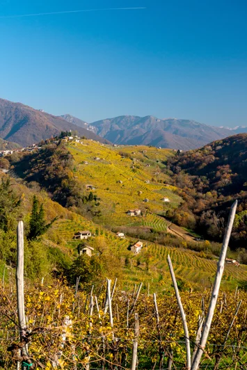 w/ Permission of the Conegliano Valdobbiadene Prosecco Superiore DOCG Consortium