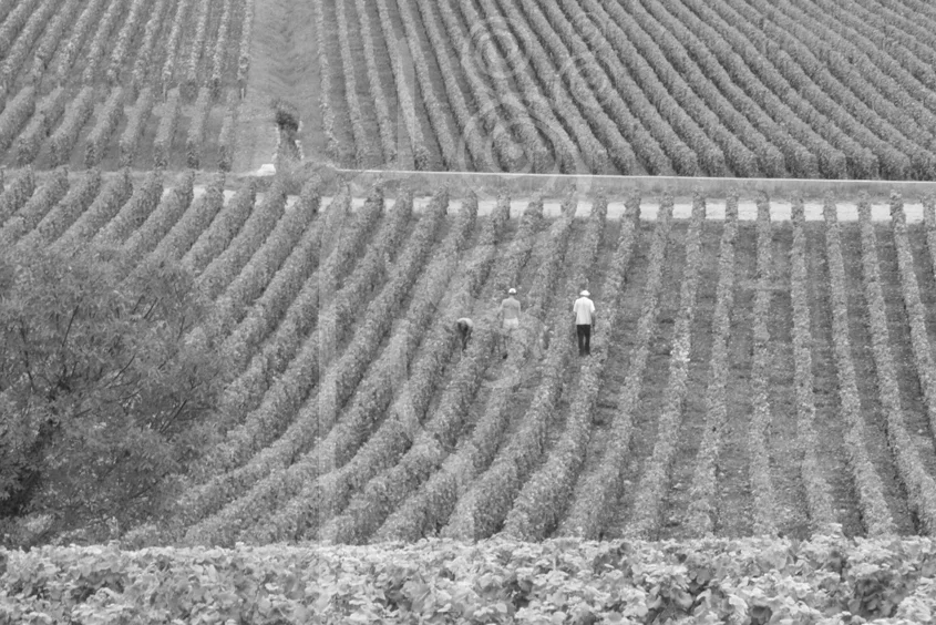 burgundy_vineyard_work.jpg