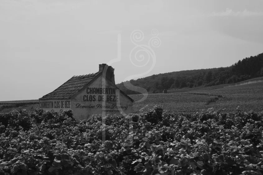 clos_de_bèze_burgundy.jpg