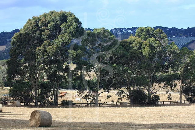 mornington_peninsula.jpg