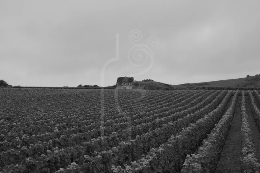 stormy_weather_burgundy.jpg