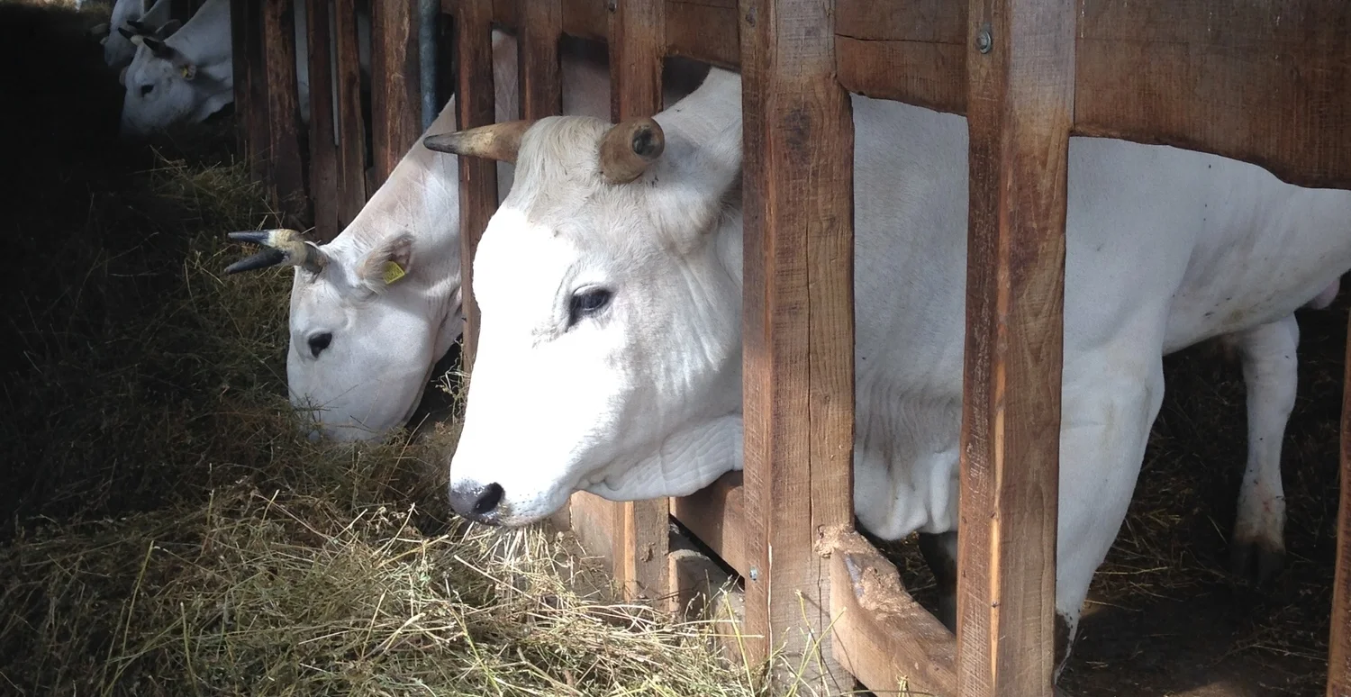 Chianine di Lunga Vita