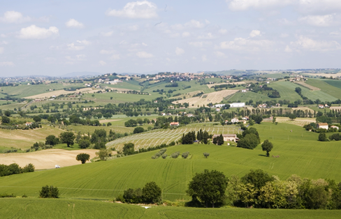 Marche - Castelli di Jesi Verdicchio