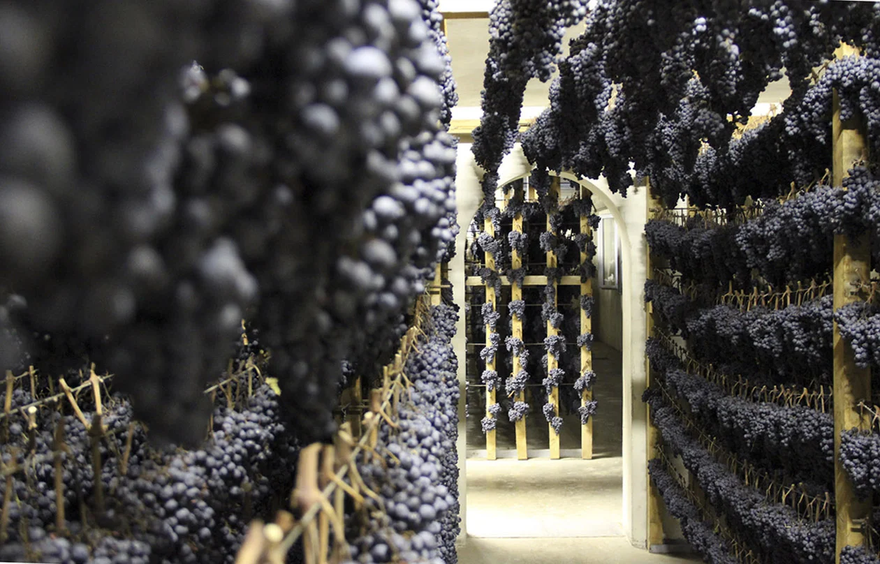 Marche - Vernaccia di Serrapetrona