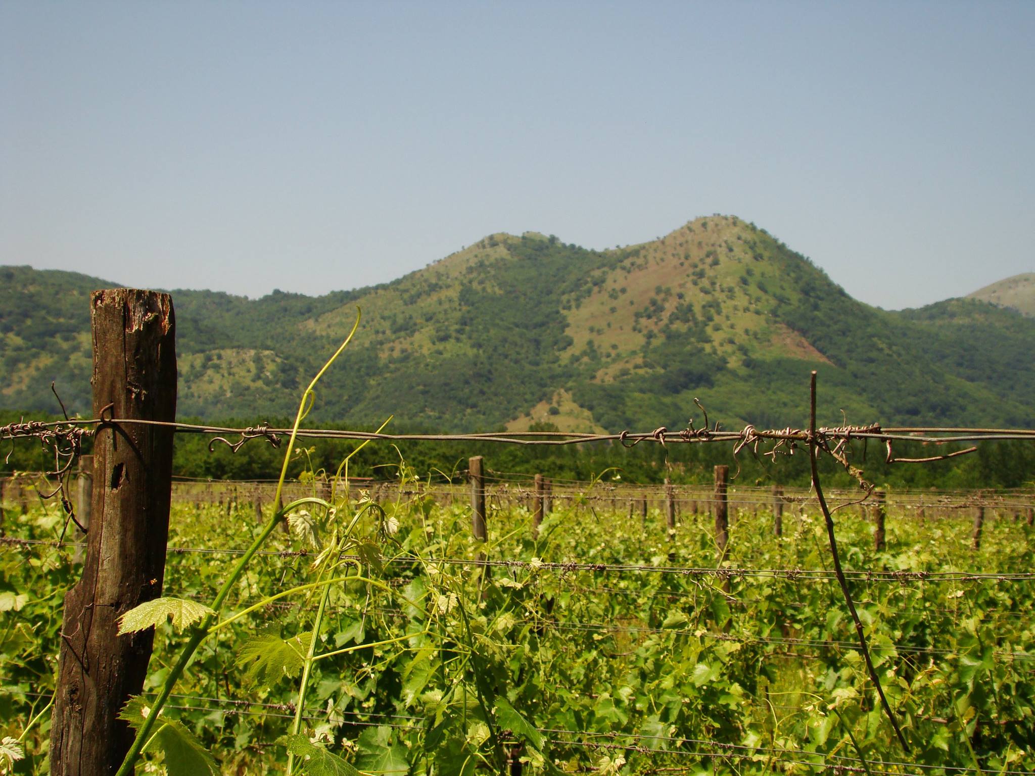 Campania - Falanghina del Sannio