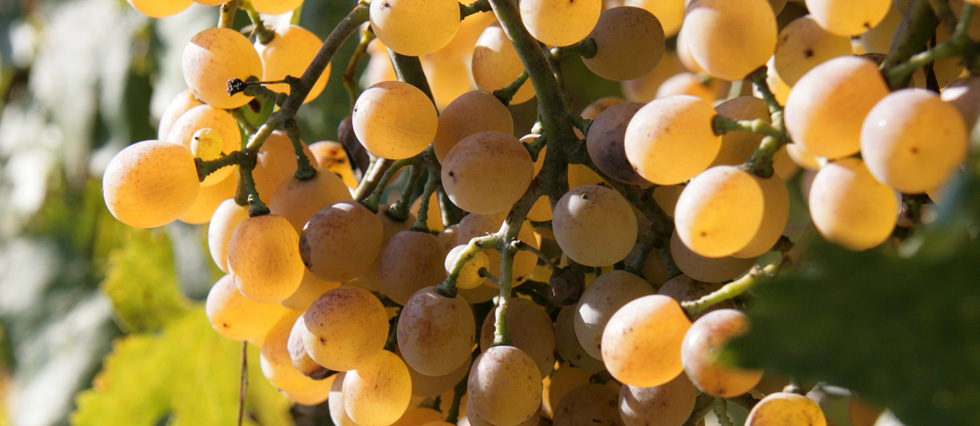 Sardegna - Malvasia di Bosa