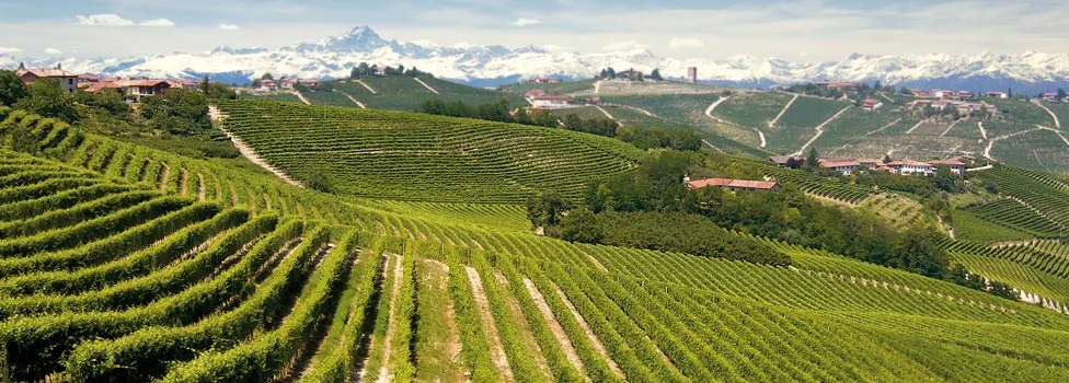 Piedmont - Alta Langa