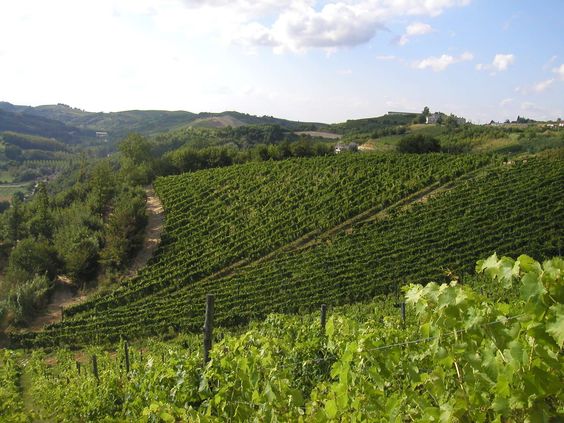 Piedmont - Dolcetto D'Acqui