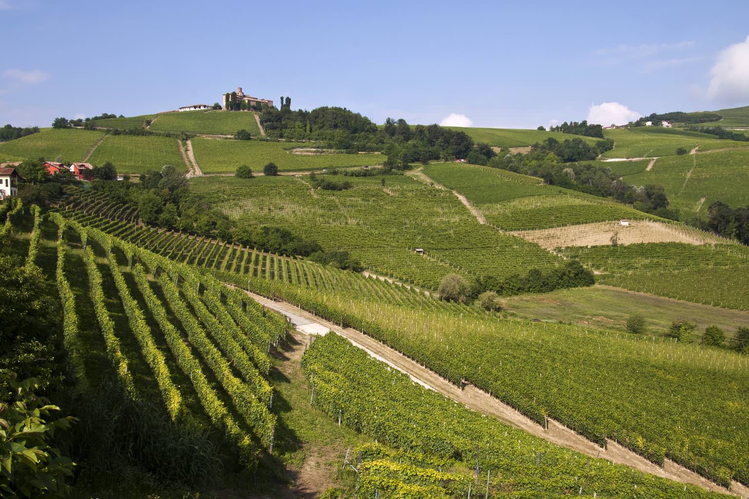 Piedmont - Dolcetto d'Alba