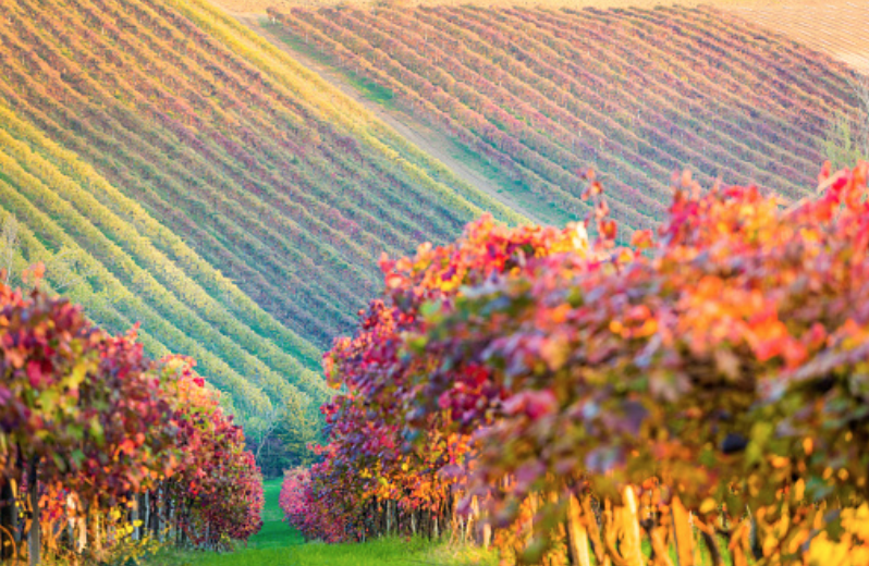 Emilia-Romagna - Lambrusco Salamino di Santa Croce