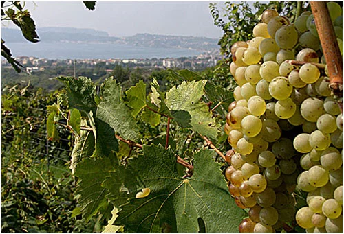 Campania - Campi Flegrei