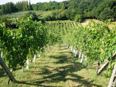 Lombardia - Lambrusco Mantovano