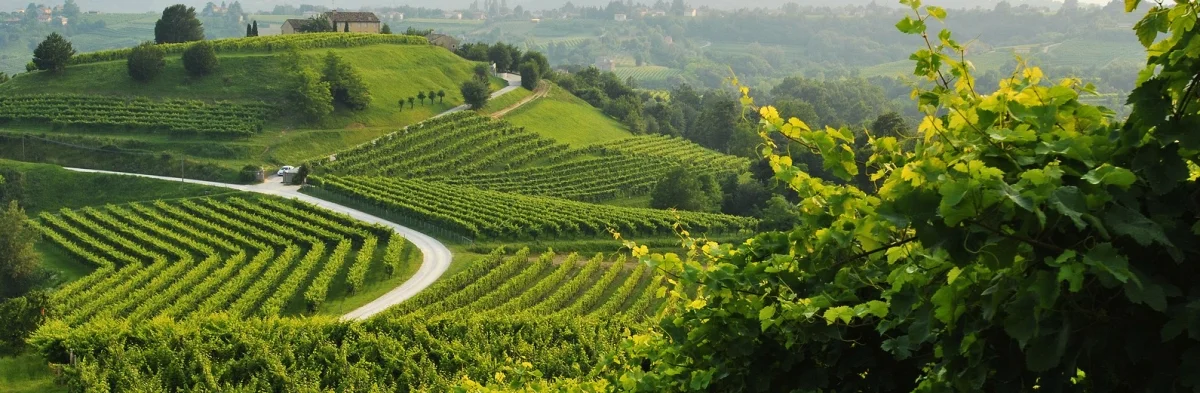 Veneto - Prosecco
