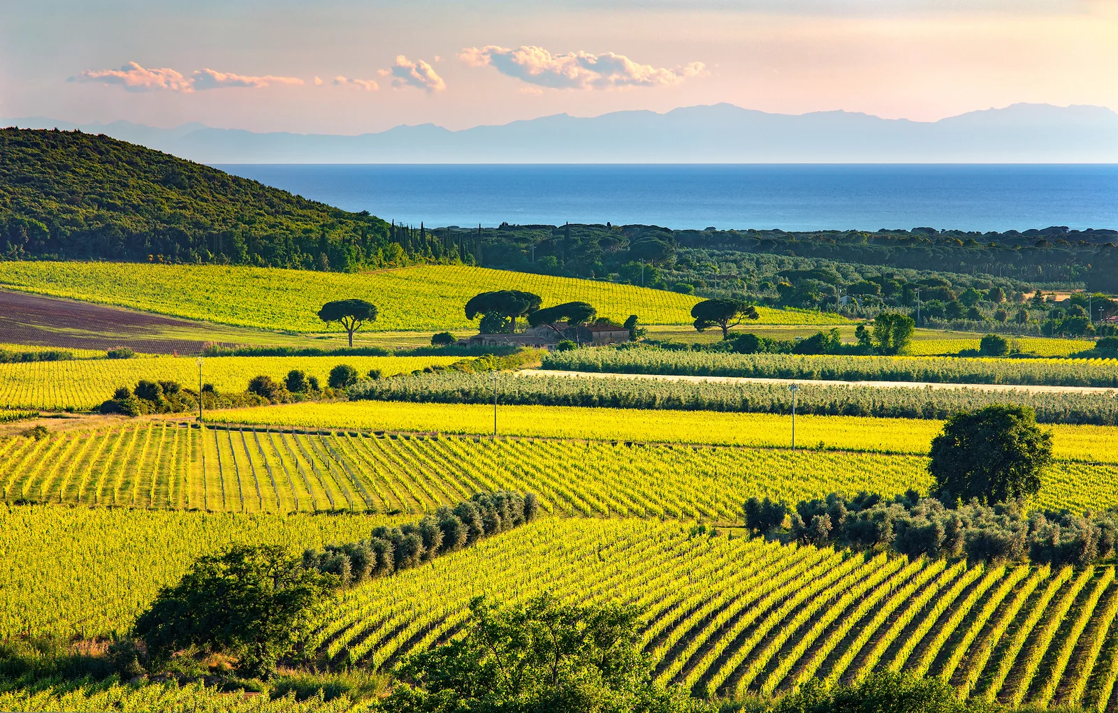 Tuscany - Bolgheri