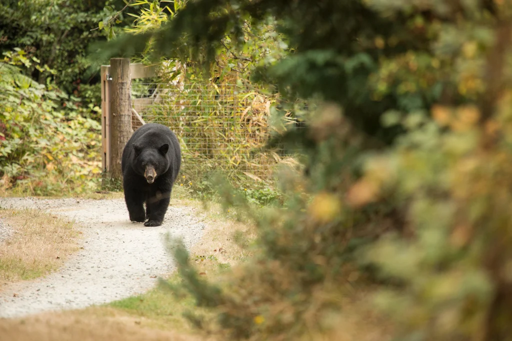Big, healthy, mother bear. Looking for a Paul Hodgson sandwich. 