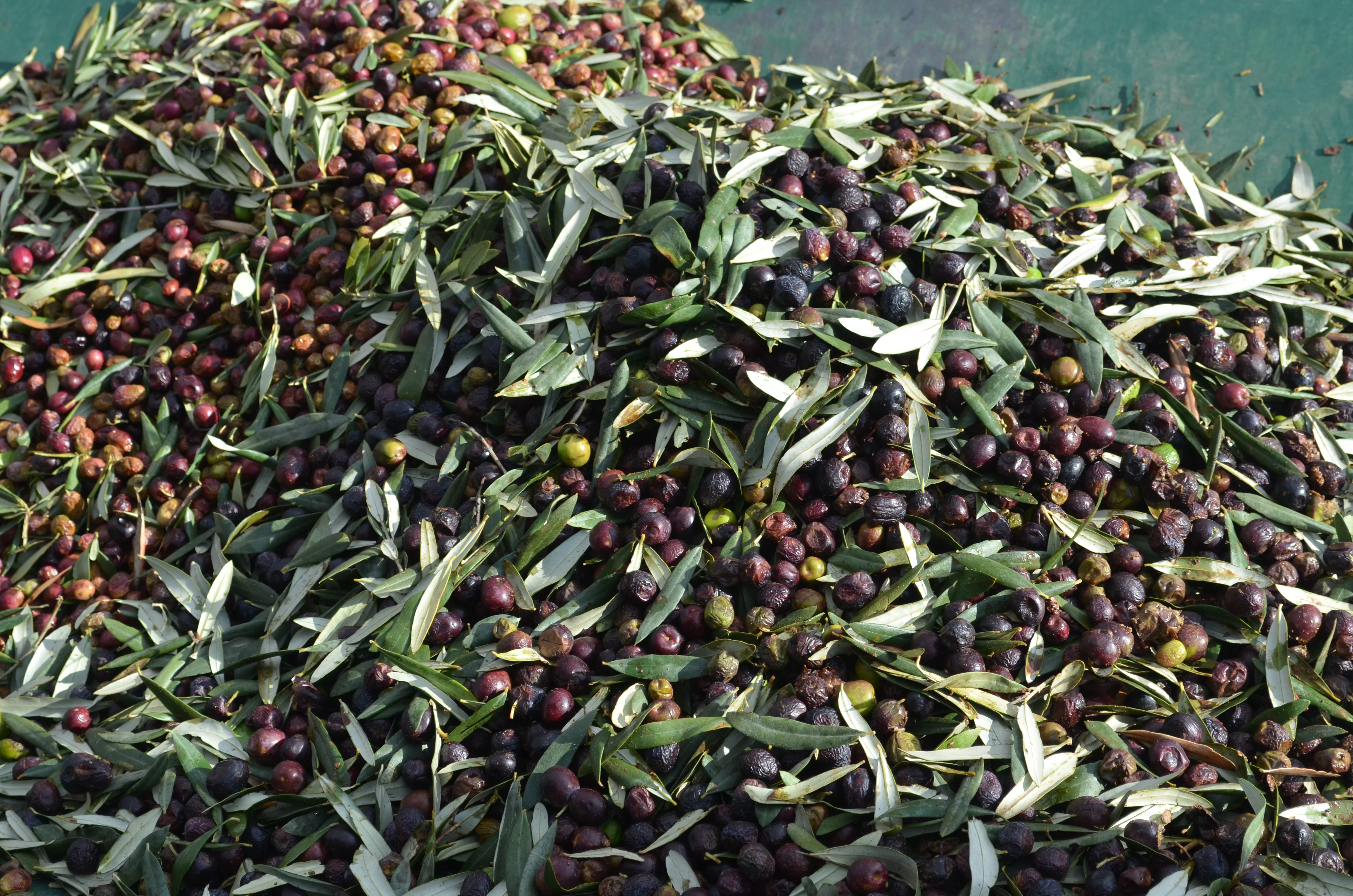 Extra Virgin Olive Oil