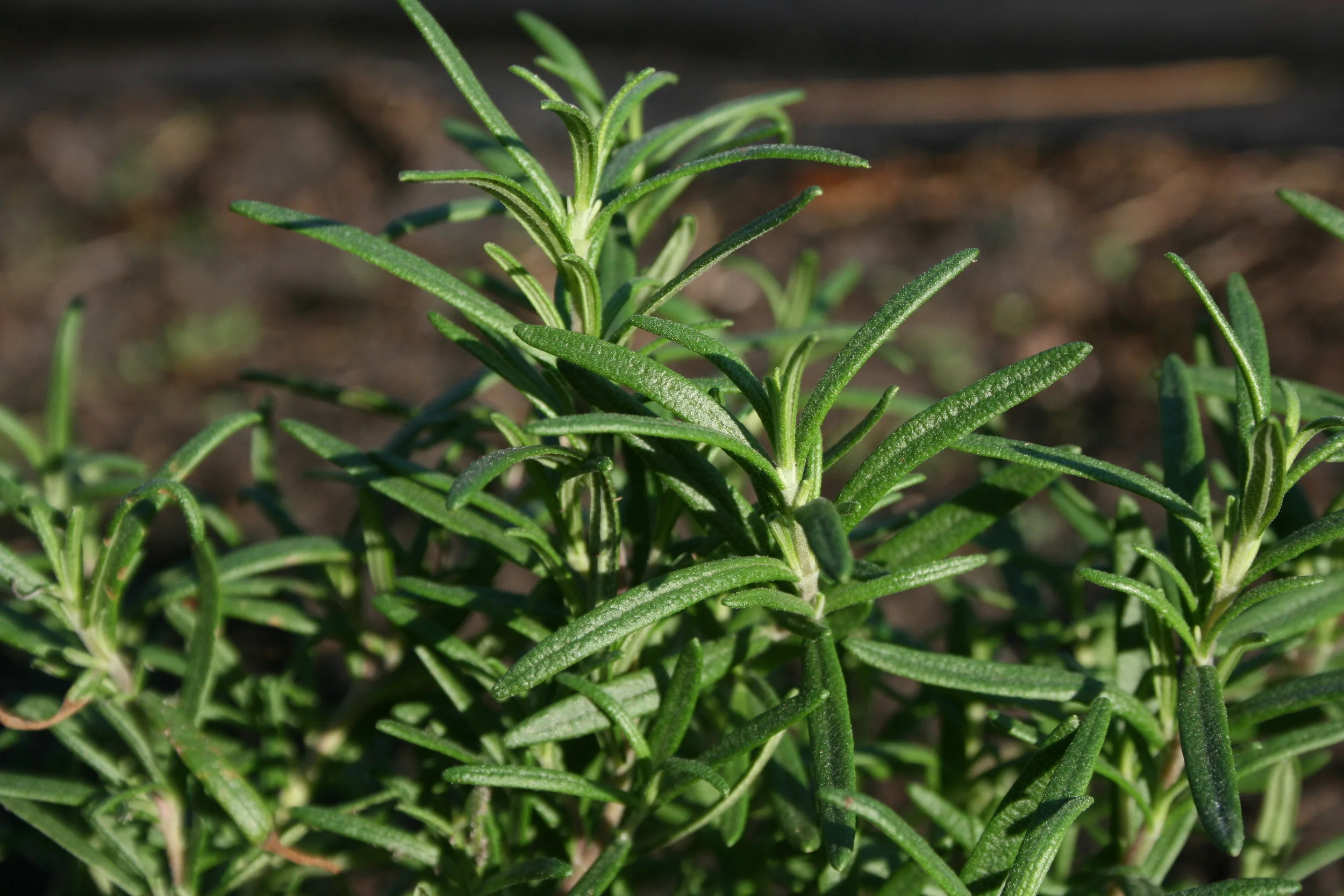 A Case for Using Mediterranean Herbs Dried