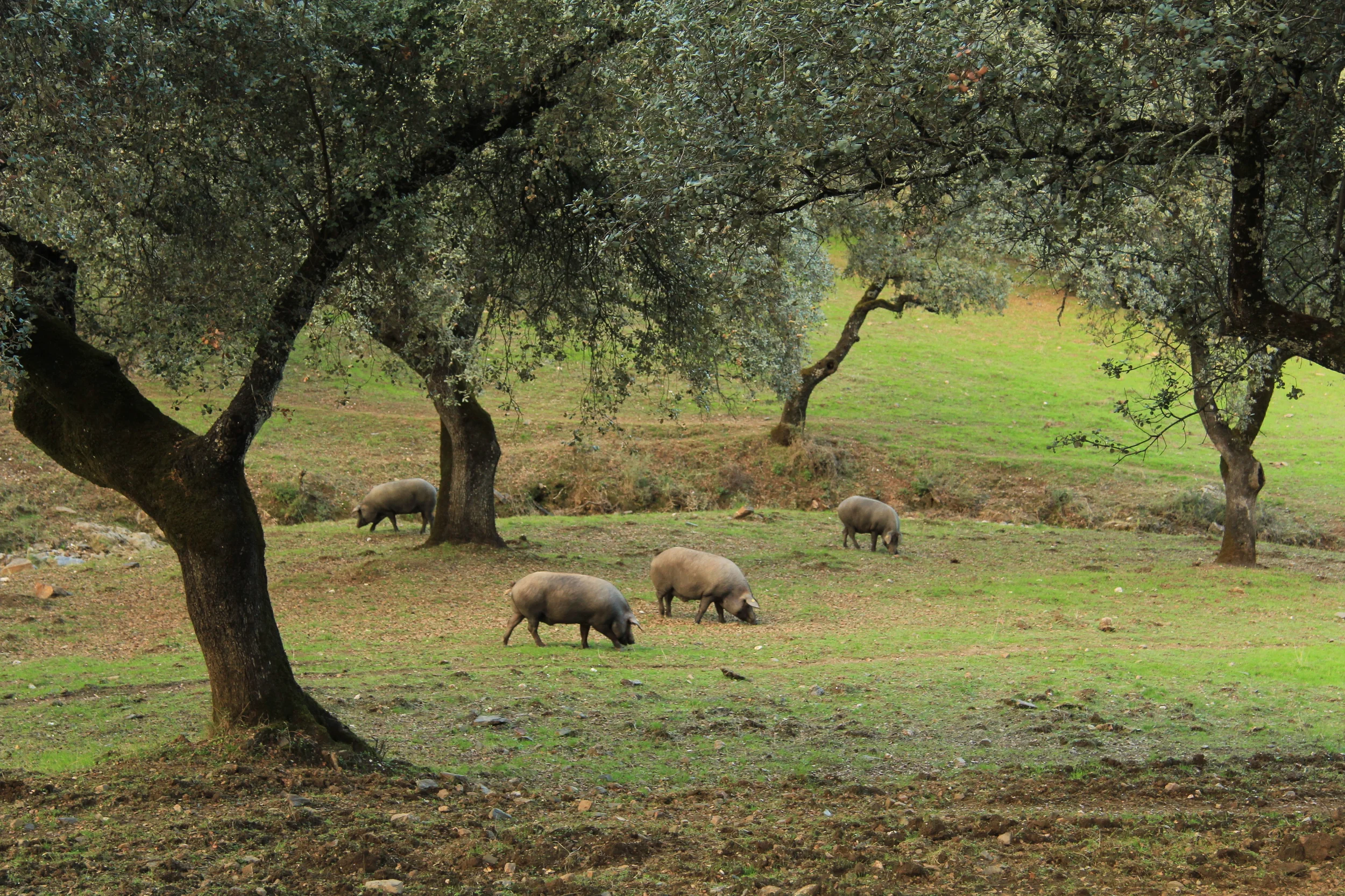 Spanish Ham in Andalucía