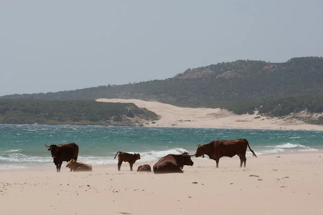 Cows on the Beach in Playa Bolonia, Cádiz