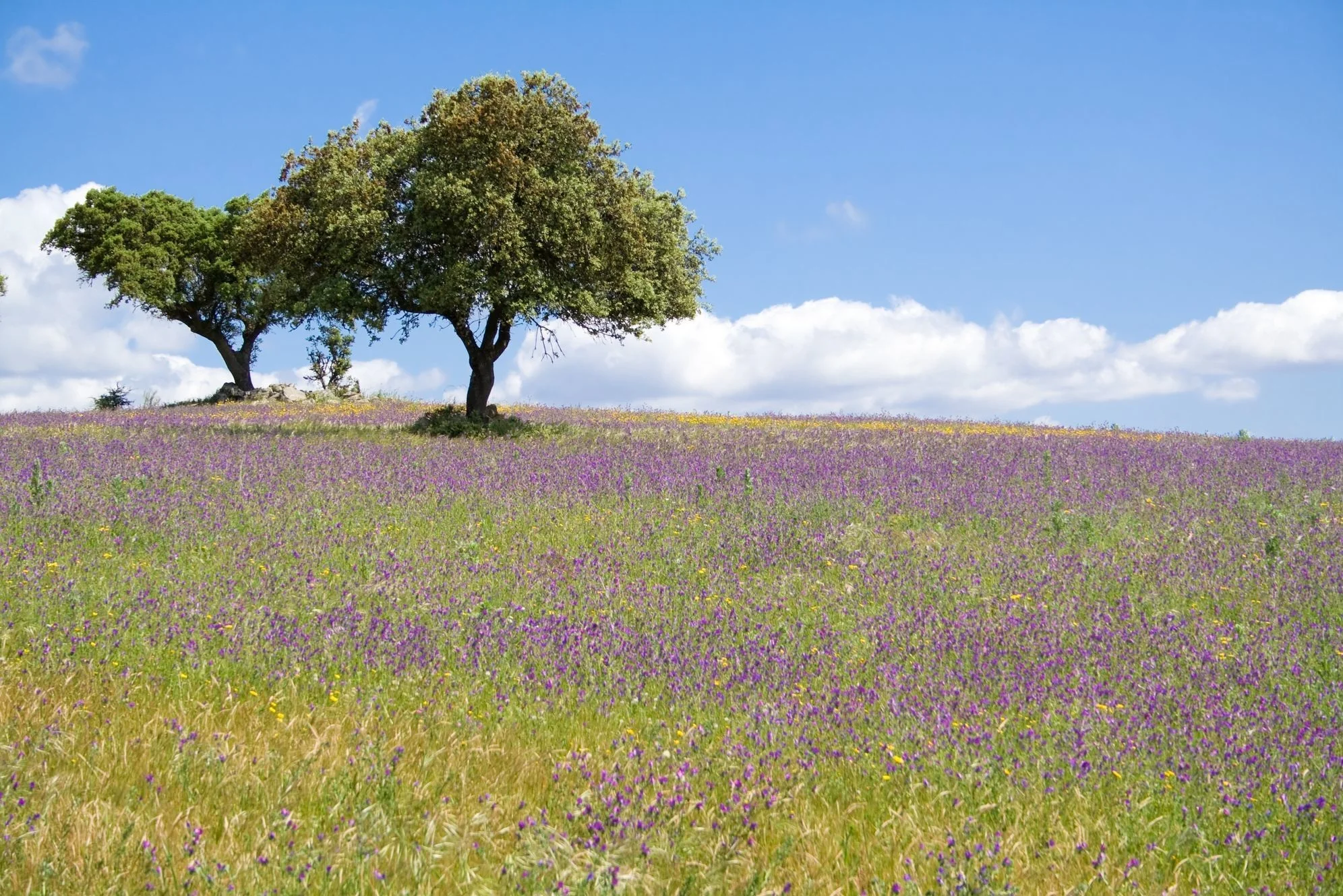   Portugal    Portugal is a nation shaped by the Atlantic. The beaches of the Algarve, Lisbon and Porto’s proximity to the sea and history of trade, wine regions from Setúbal to Vinho Verde, the sea is there. Perhaps the openness of a seafaring natio