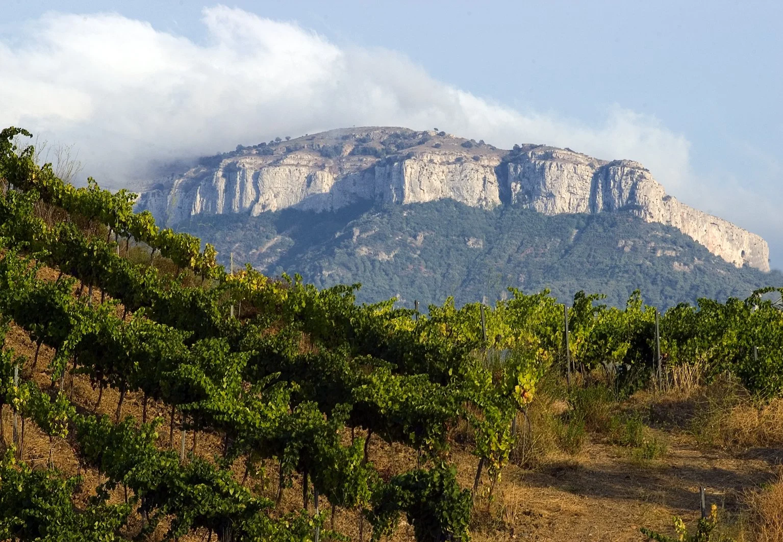 Priorat-vineyards.jpg
