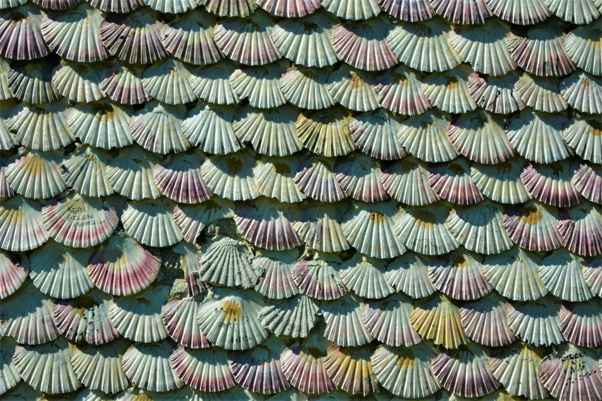 galicia-santiago-shells.jpg