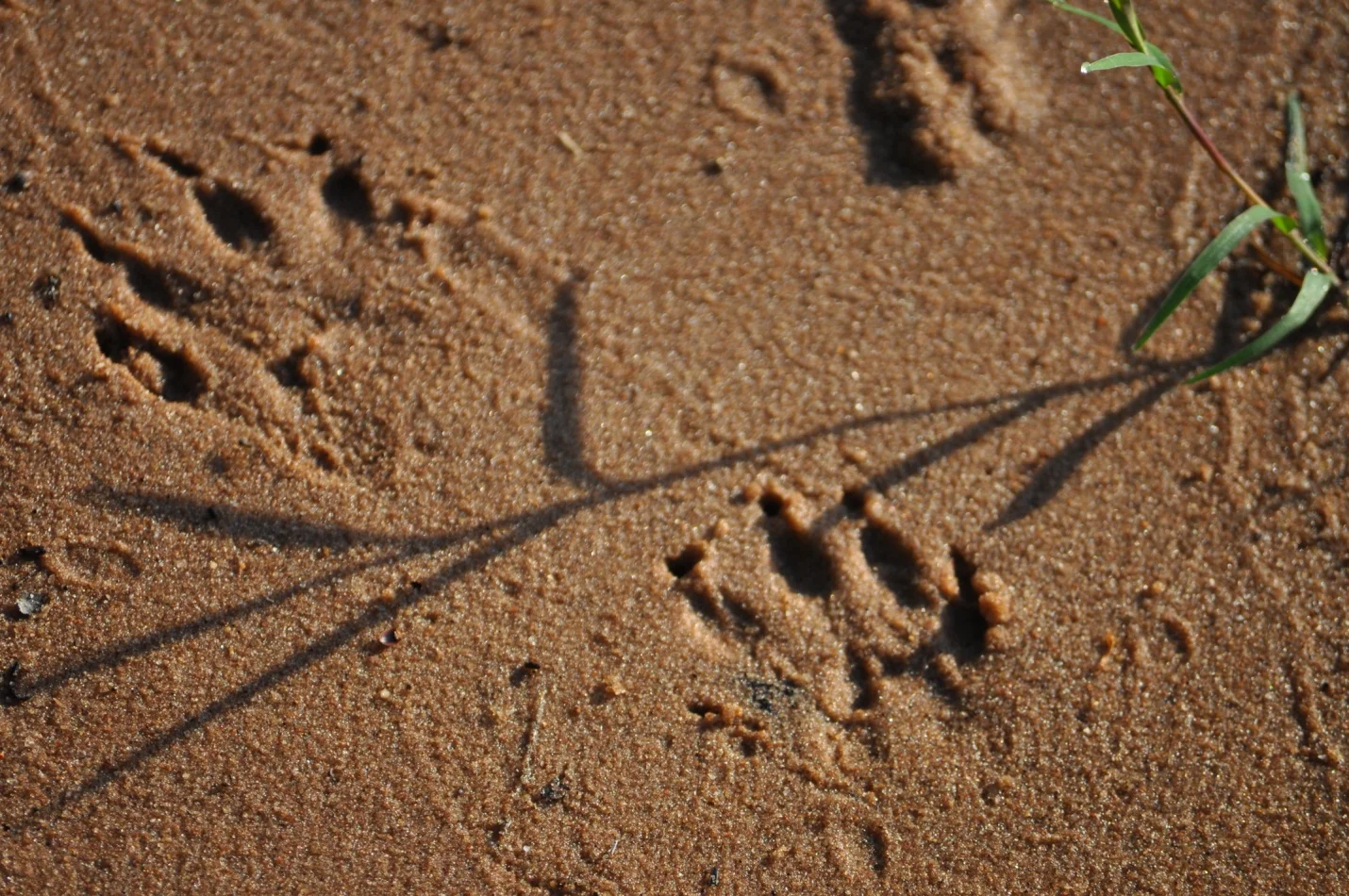 tracks.jpg