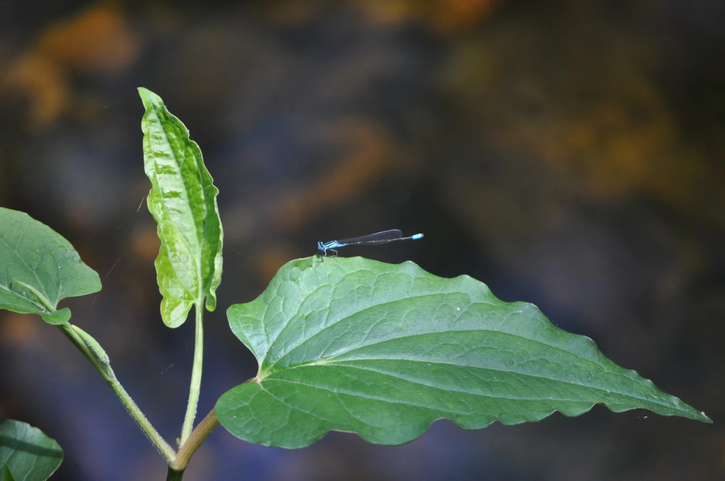 damselfly.jpg