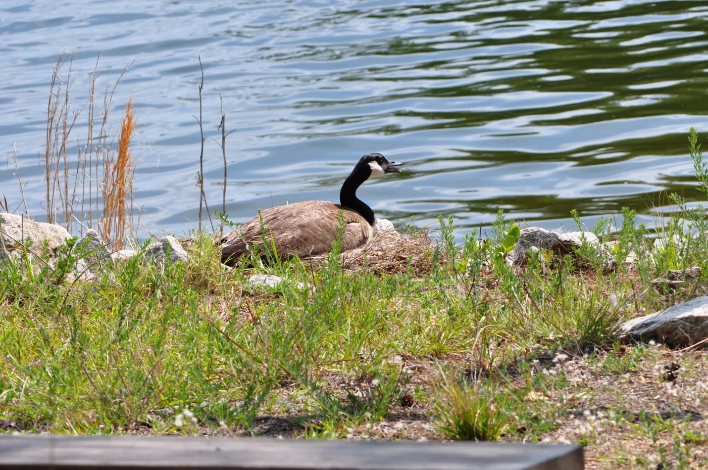 nesting goose.jpg