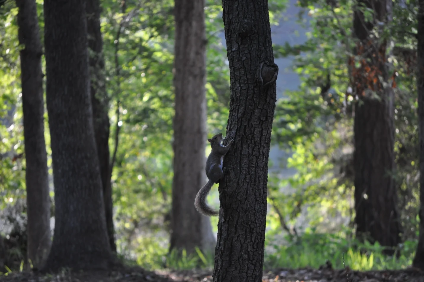 squirrel.jpg