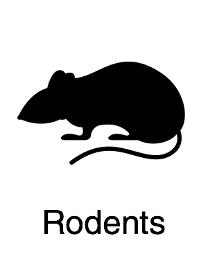 Rodents - Navigation@2x.jpg