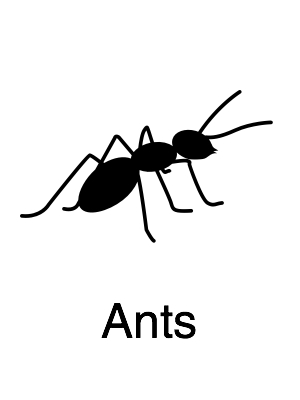 Ants - Navigation@2x.jpg