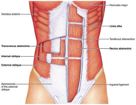 Source: http://arcphysicaltherapy.com/2014/what-is-the-core/