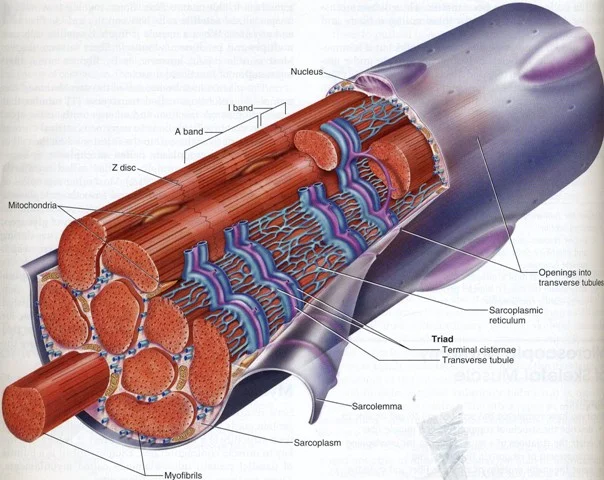 Source: http://slidingfilament.webnode.com/skeletal-muscle/