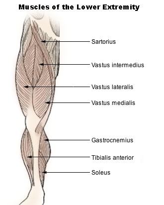 *Rectus femoris dissected.* Source: https://en.wikipedia.org/wiki/Vastus_intermedius_muscle