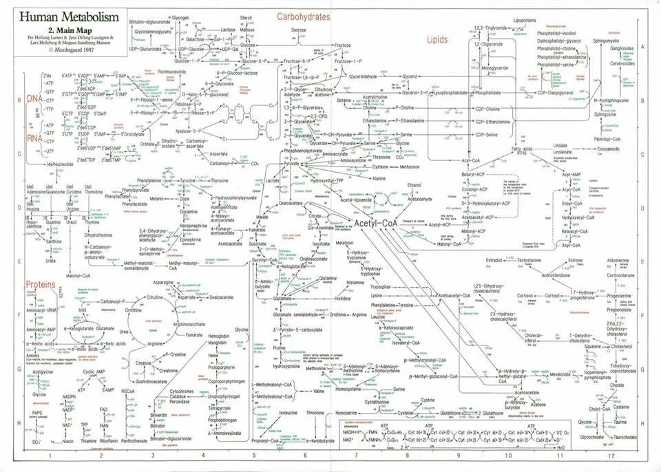Human metabolism is simple, right?
