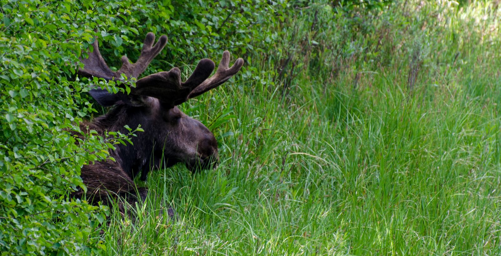 Sleeping Moose